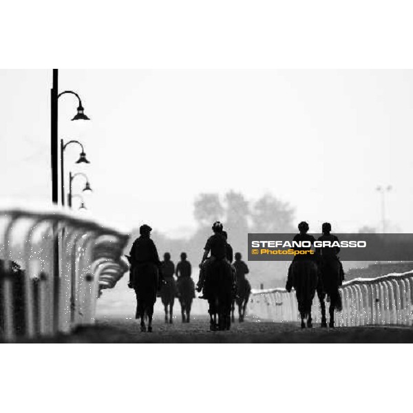 A group of horses come back home after morning track works. Dubai - Meydan, 26th march 2010 ph. Stefano Grasso