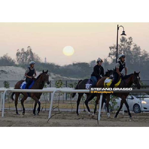Presvis and Summit Surge go to the track for morning track works. Dubai - Meydan, 26th march 2010 ph. Stefano Grasso