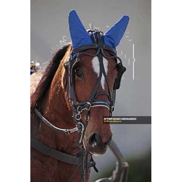 a close up for Nieves Vl after winning the Gran Premio Italia Bologna - Arcoveggio racetrack, 5th april 2010 ph. Stefano Grasso