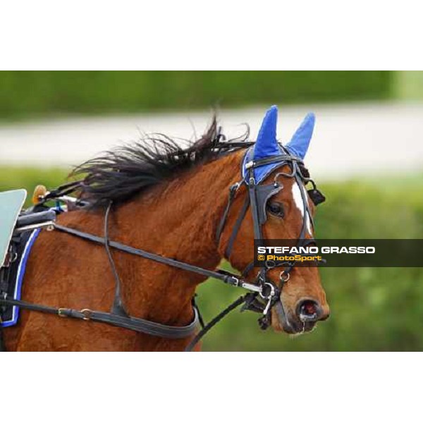 Nieves Vl warming up before winning the Gran Premio Italia Filly Bologna - Arcoveggio racetrack, 5th april 2010 ph. Stefano Grasso