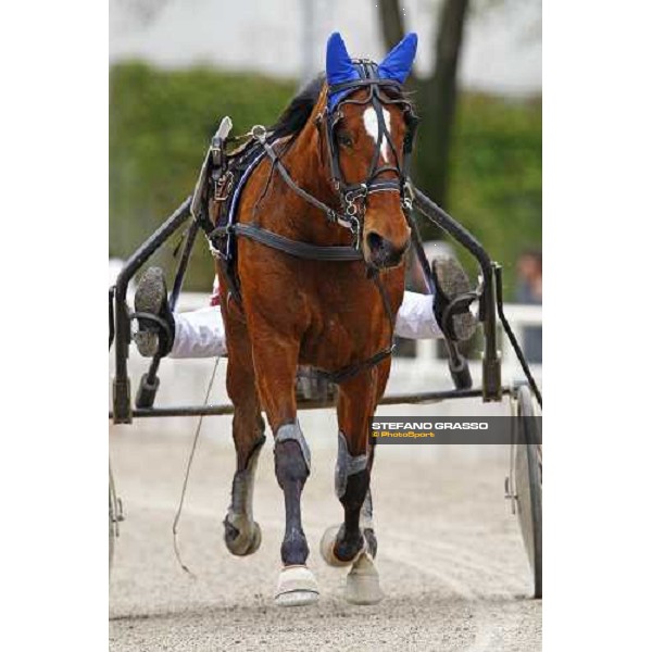 Nieves Vl warming up before winning the Gran Premio Italia Filly Bologna - Arcoveggio racetrack, 5th april 2010 ph. Stefano Grasso