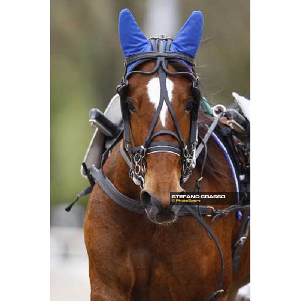 Nieves Vl warming up before winning the Gran Premio Italia Filly Bologna - Arcoveggio racetrack, 5th april 2010 ph. Stefano Grasso