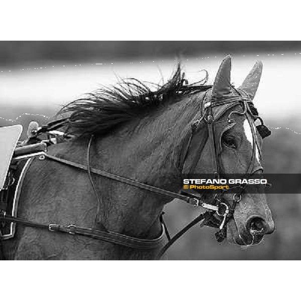 Nieves VL at Arcoveggio racetrack Bologna - Arcoveggio racetrack, 5th april 2010 ph. Stefano Grasso