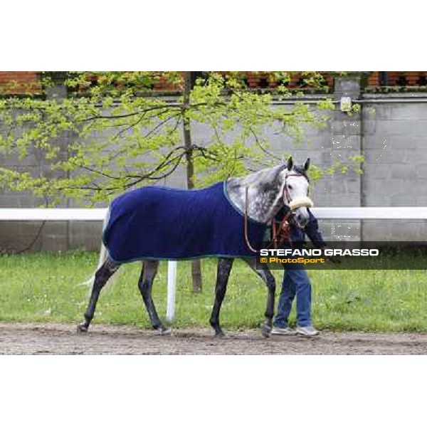 Voila Ici walking before winning the Premio Federico Regoli Milan, San Siro racetrack 11th april 2010 ph. Stefano Grasso