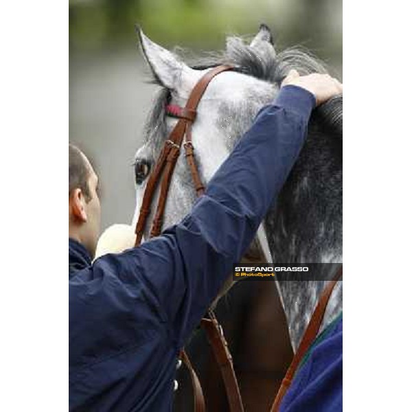 Voila Ici parading before winning the Premio Federico Regoli Milan, San Siro racetrack 11th april 2010 ph. Stefano Grasso