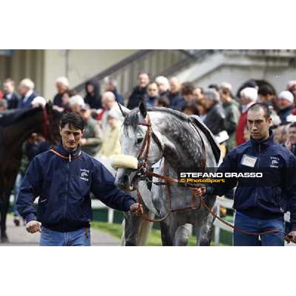 Voila Ici parading before winning the Premio Federico Regoli Milan, San Siro racetrack 11th april 2010 ph. Stefano Grasso