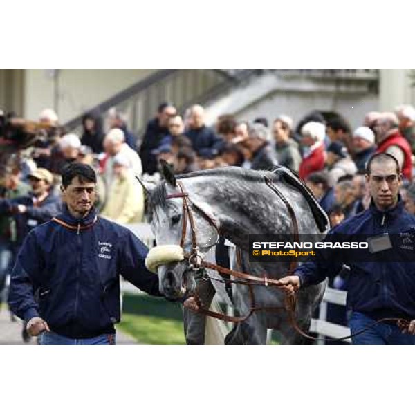 Voila Ici parading before winning the Premio Federico Regoli Milan, San Siro racetrack 11th april 2010 ph. Stefano Grasso