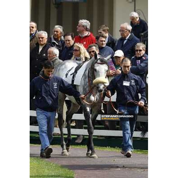 Voila Ici parading before winning the Premio Federico Regoli Milan, San Siro racetrack 11th april 2010 ph. Stefano Grasso