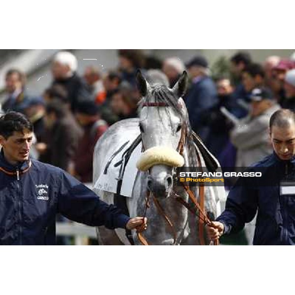 Voila Ici parading before winning the Premio Federico Regoli Milan, San Siro racetrack 11th april 2010 ph. Stefano Grasso