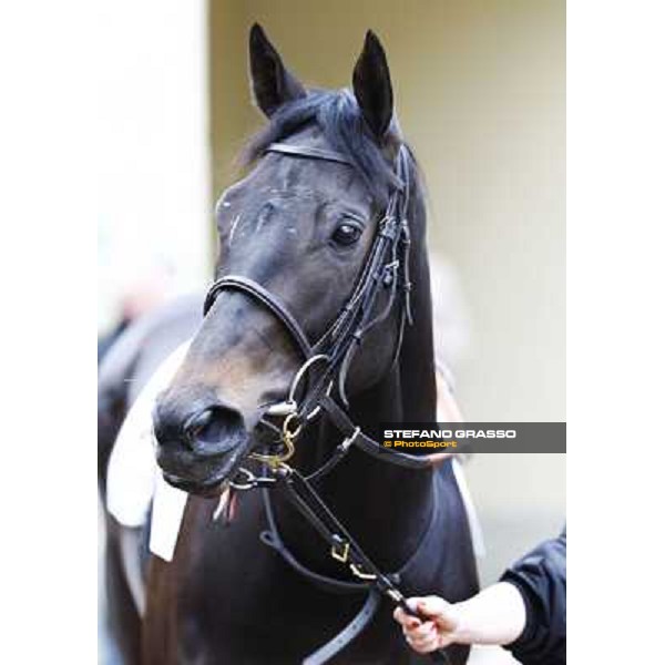 a close up for Carioca winner of the Premio Seregno Milan - San Siro racetrack, 11st april 2010 ph. Stefano Grasso