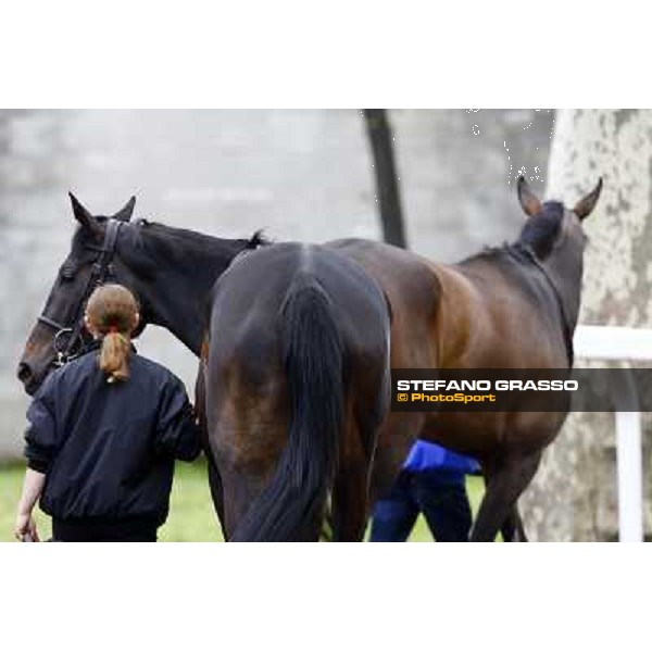 Carioca walking after Cronsa before winning the Premio Seregno Milan - San Siro racetrack, 11st april 2010 ph. Stefano Grasso