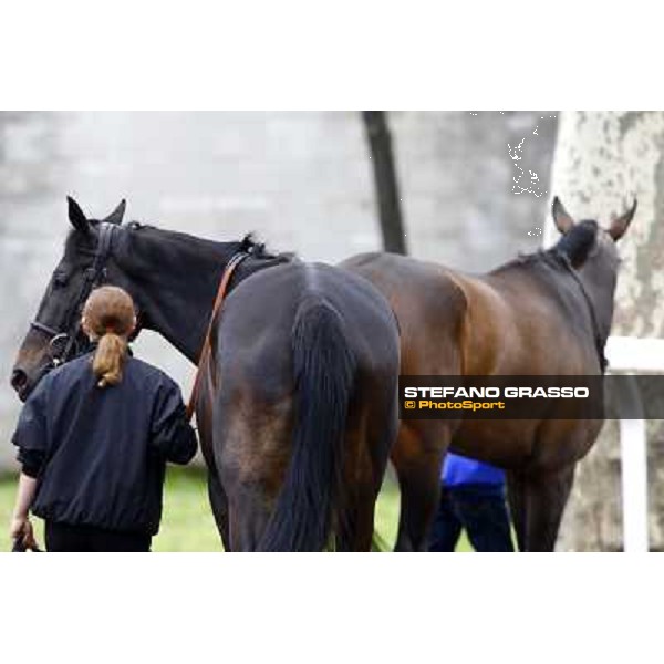 Carioca walking after Cronsa before winning the Premio Seregno Milan - San Siro racetrack, 11st april 2010 ph. Stefano Grasso