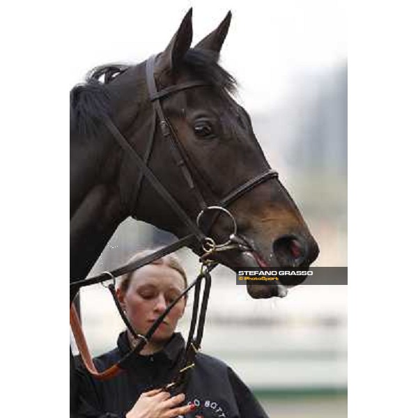 Carioca parades before winning the Premio Seregno Milan - San Siro racetrack, 11st april 2010 ph. Stefano Grasso