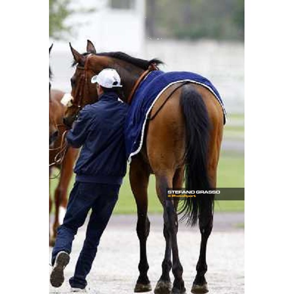 Menta Selvatica returning back home after the race Milan, 11st april 2010 ph. Stefano Grasso