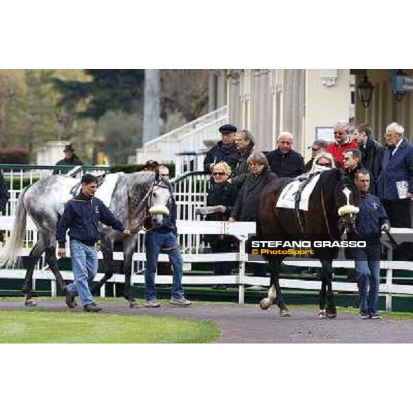 Amante Latino and Voila Ici in the paddock of Premio Federico Regoli Milan, 12st april 2010 ph. Stefano Grasso