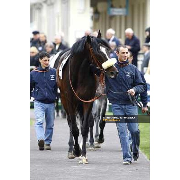 Amante Latino in the paddock of Premio Federico Regoli Milan, 12st april 2010 ph. Stefano Grasso