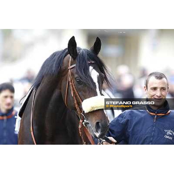 Amante Latino in the paddock of Premio Federico Regoli Milan, 12st april 2010 ph. Stefano Grasso