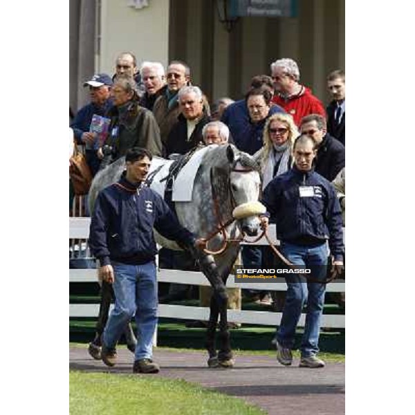 Voila Ici in the paddock of Premio Federico Regoli Milan, 12st april 2010 ph. Stefano Grasso