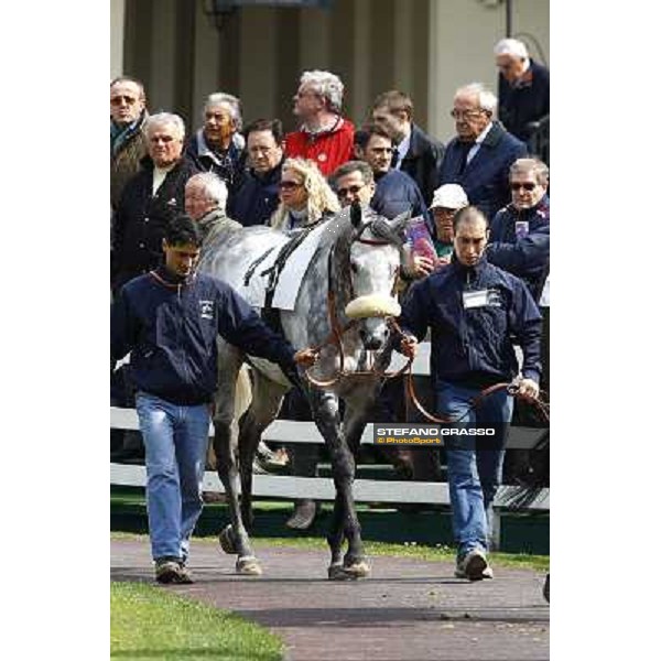 Voila Ici in the paddock of Premio Federico Regoli Milan, 12st april 2010 ph. Stefano Grasso