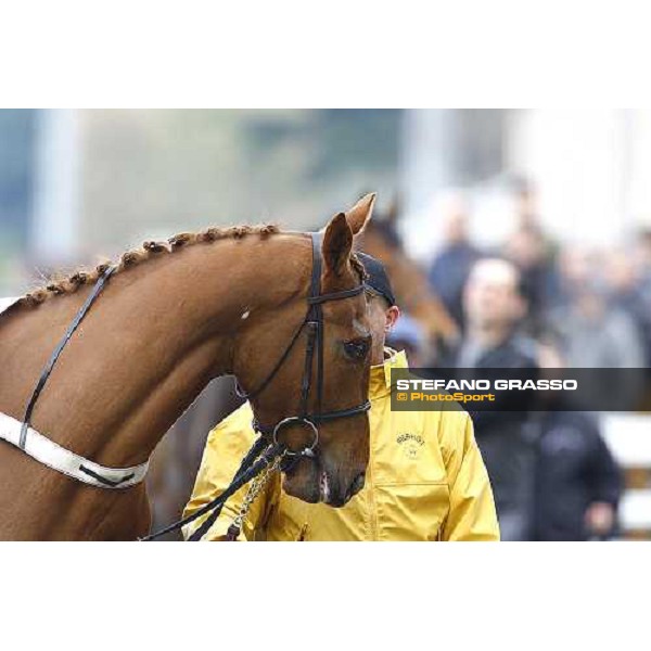 Snake River parading in the paddock of Premio Seregno Milan, 12st april 2010 ph. Stefano Grasso