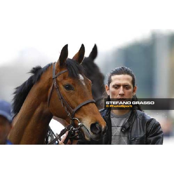 Zauberin parading in the paddock of Premio Seregno Milan, 12st april 2010 ph. Stefano Grasso