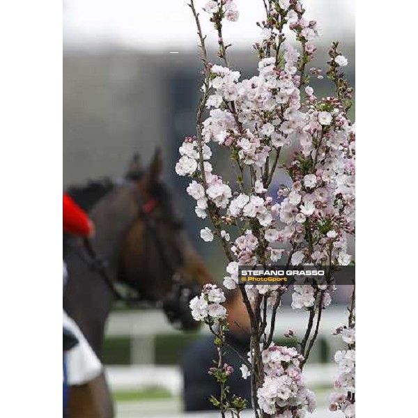 Spring at San Siro Milan, 12st april 2010 ph. Stefano Grasso