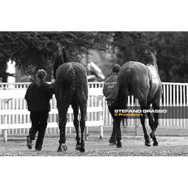 Carioca follows Cronsa after the finish of Premio Seregno Milan, 12st april 2010 ph. Stefano Grasso