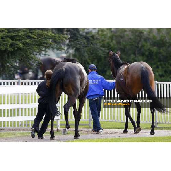 Carioca follows Cronsa returning home aftert the finish of Premio Seregno Milan, 12st april 2010 ph. Stefano Grasso