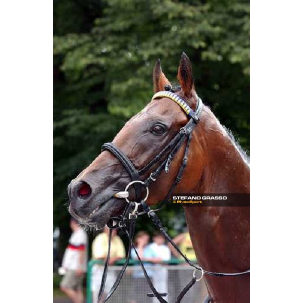 close up for Intendant in the winner circle of Grosser Dallmayr Preis Munchen 1st august 2004 ph. Stefano Grasso