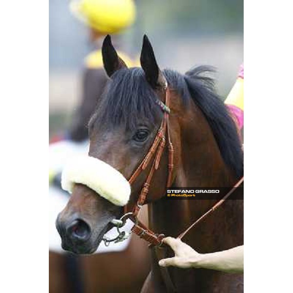 portrait for Worthadd winner of Premio Parioli Rome - Capannelle racetrack, 18th april 2010 ph. Stefano Grasso