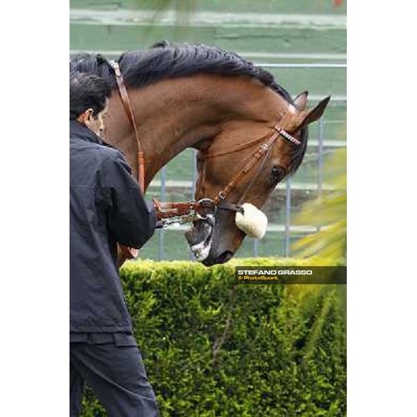 Abaton - Premio Natale di Roma Rome Capannelle, 18th april 2010 ph. Stefano Grasso