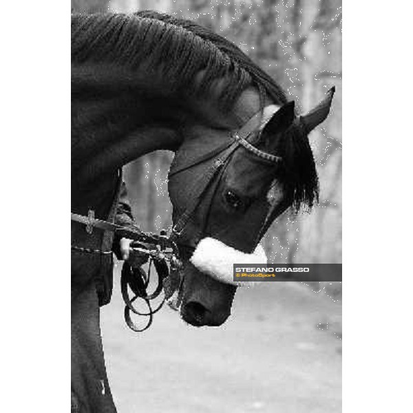 Abaton - Premio Natale di Roma Rome Capannelle, 18th april 2010 ph. Stefano Grasso