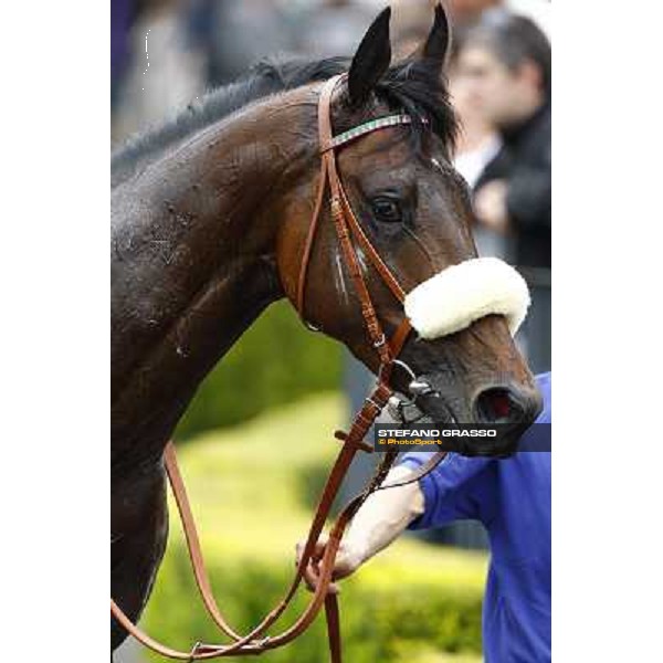Worthadd - Premio Parioli Rome Capannelle, 18th april 2010 ph. Stefano Grasso