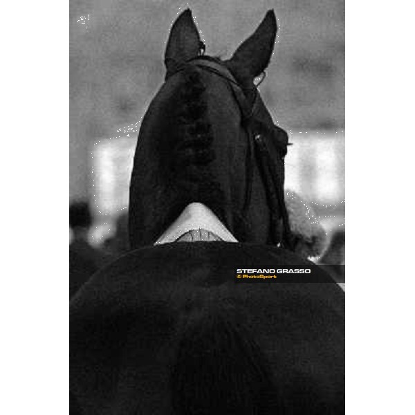 Jakkalberry winner of the Premio Ambrosiano Milan, San Siro racetrack 24th april 2010 ph. Stefano Grasso
