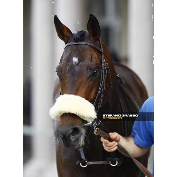 Jakkalberry winner of the Premio Ambrosiano Milan, San Siro racetrack 24th april 2010 ph. Stefano Grasso