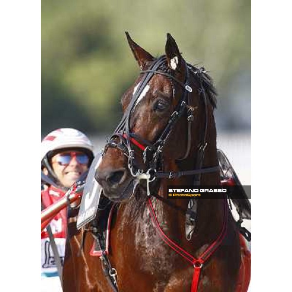 a close up for Mago d\' Amore before winning the Gran Premio d\' Europa Milan, San Siro 25th april 2010 ph. Stefano Grasso