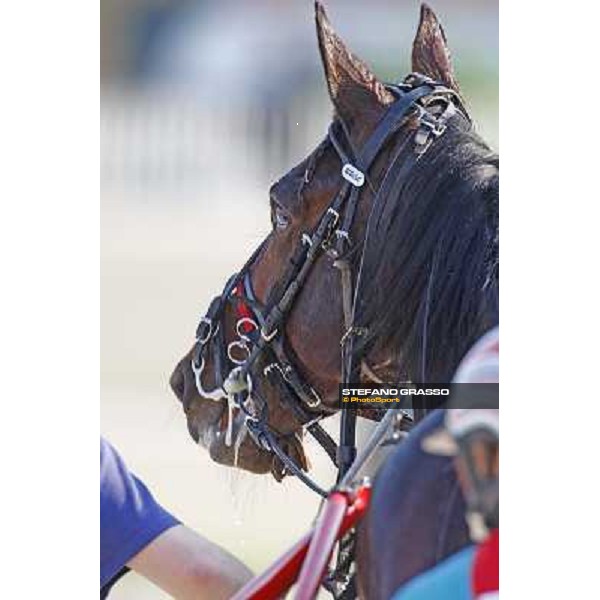 a close up for Mago d\' Amore before winning the Gran Premio d\' Europa Milan, San Siro 25th april 2010 ph. Stefano Grasso