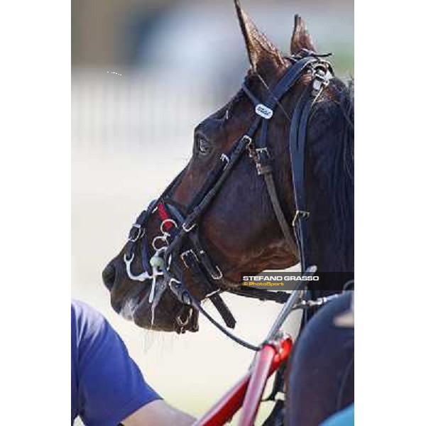 close up for Mago d\' Amore after winning the Gran Premio d\' Europa Milan, San Siro 25th april 2010 ph. Stefano Grasso