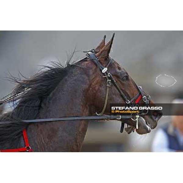 a close up for Mago d\' Amore before winning the Gran Premio d\' Europa Milan, San Siro 25th april 2010 ph. Stefano Grasso