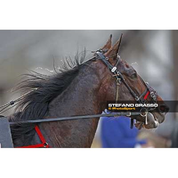 a close up for Mago d\' Amore before winning the Gran Premio d\' Europa Milan, San Siro 25th april 2010 ph. Stefano Grasso
