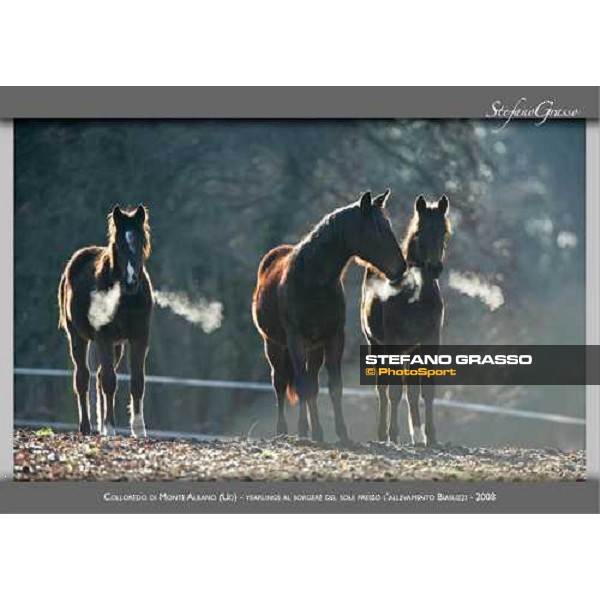 a new photo exibition by Stefano Grasso 2010