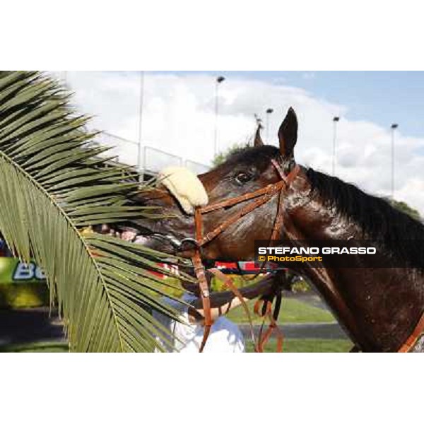 a close up for Worthadd winner of the 127° Derby Italiano Rome, 8th may 2010 ph. Stefano Grasso