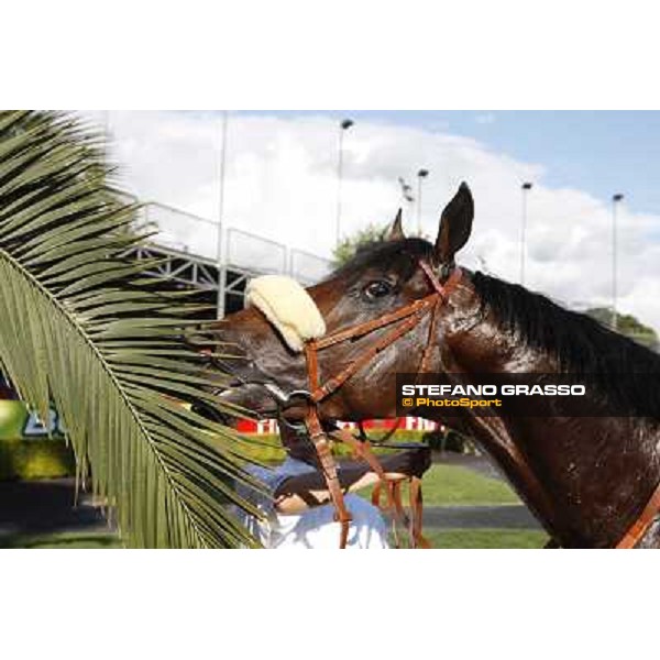 a close up for Worthadd winner of the 127° Derby Italiano Rome, 8th may 2010 ph. Stefano Grasso
