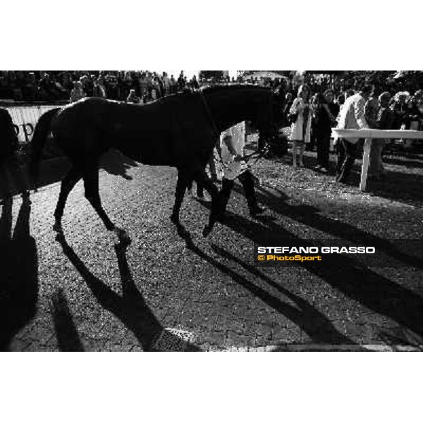 Worthadd walks in the paddock after winning the 127° Derby Italiano Rome, 8th may 2010 ph. Stefano Grasso