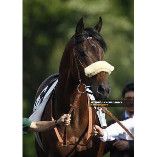 a close up for Worthadd winner of the 127° Derby Italiano Rome, 8th may 2010 ph. Stefano Grasso
