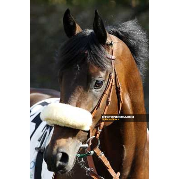 a close up for Worthadd winner of the 127° Derby Italiano Rome, 8th may 2010 ph. Stefano Grasso
