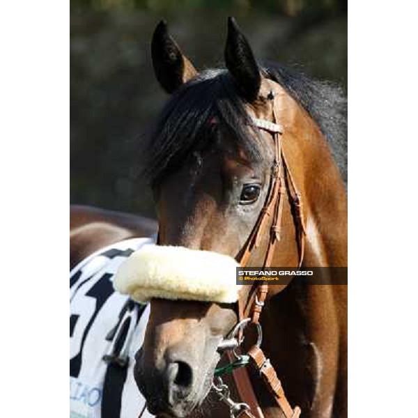 a close up for Worthadd winner of the 127° Derby Italiano Rome, 8th may 2010 ph. Stefano Grasso