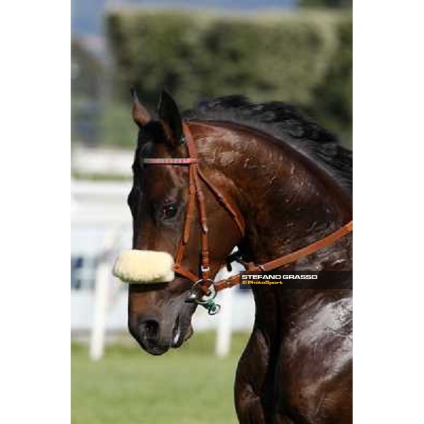 a close up for Worthadd winner of the 127° Derby Italiano Rome, 8th may 2010 ph. Stefano Grasso