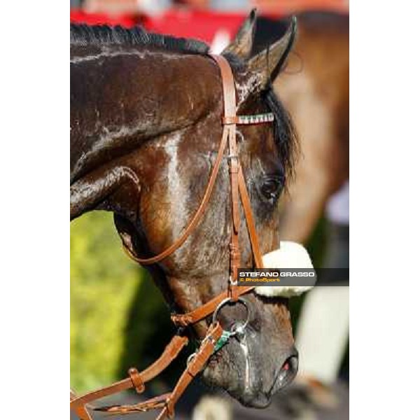 a close up for Worthadd winner of the 127° Derby Italiano Rome, 8th may 2010 ph. Stefano Grasso