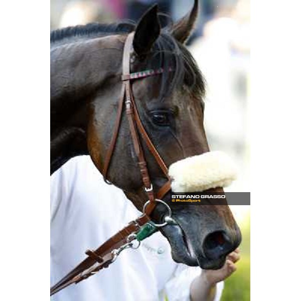 a close up for Worthadd winner of the 127° Derby Italiano Rome, 8th may 2010 ph. Stefano Grasso